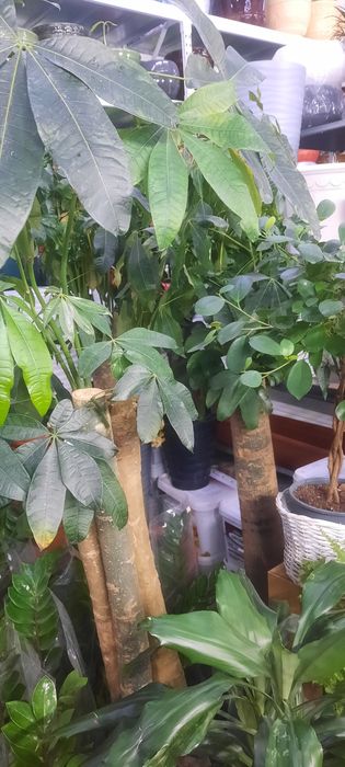 Комнатные растения