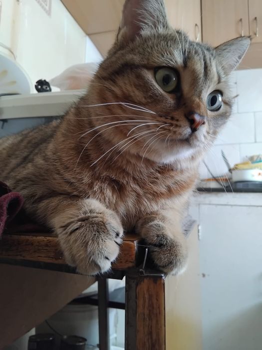 Кот Тиша.       !