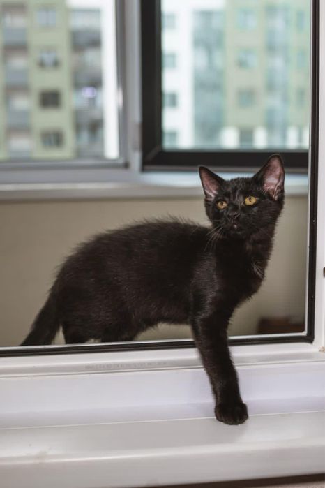 Котенок мальчик красавчик