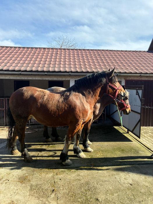 Super iepe de vanzare