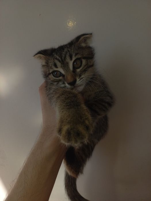 Отдам в добрые руки