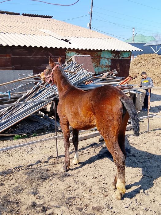 Продам жеребёнка