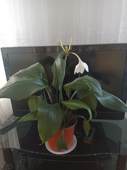 Амазонка лилия ко