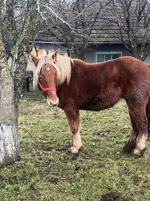 Vand manza de 1 si 7 luni sau schimb pe vaci