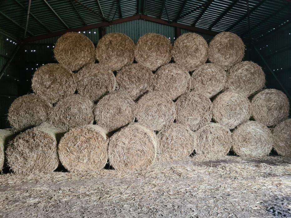 Vând baloti de paie rotunzi