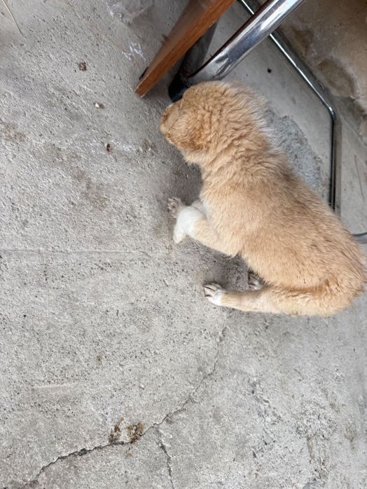 Күшік тегін еркек