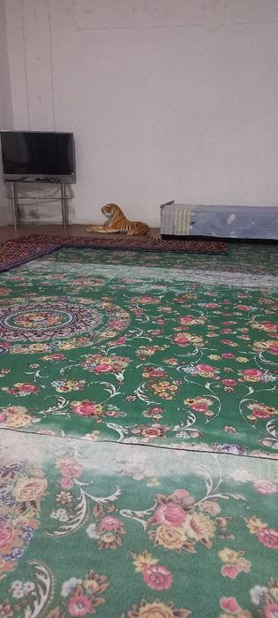 ijaraga uy qizlarga beriladi