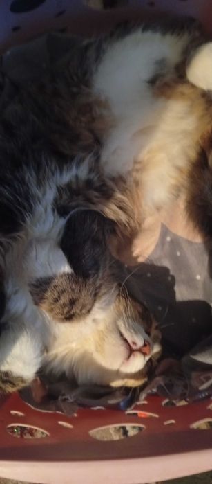 Отдам даром в хорошие руки