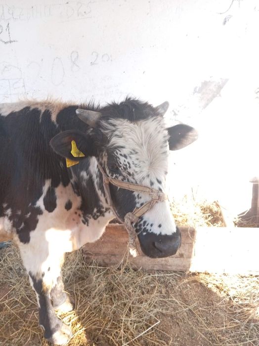 Бұқа бар 2 жасар