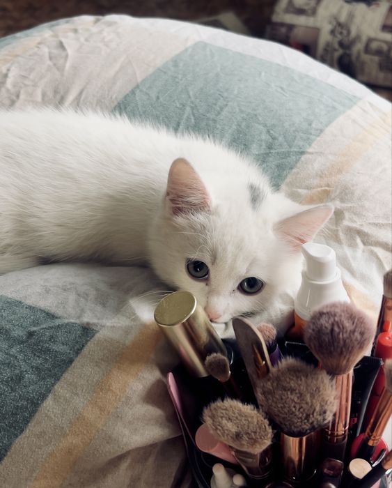 Отдам кошечку в хорошие ручки