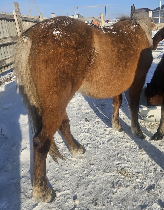 Жылкы лощадь бие