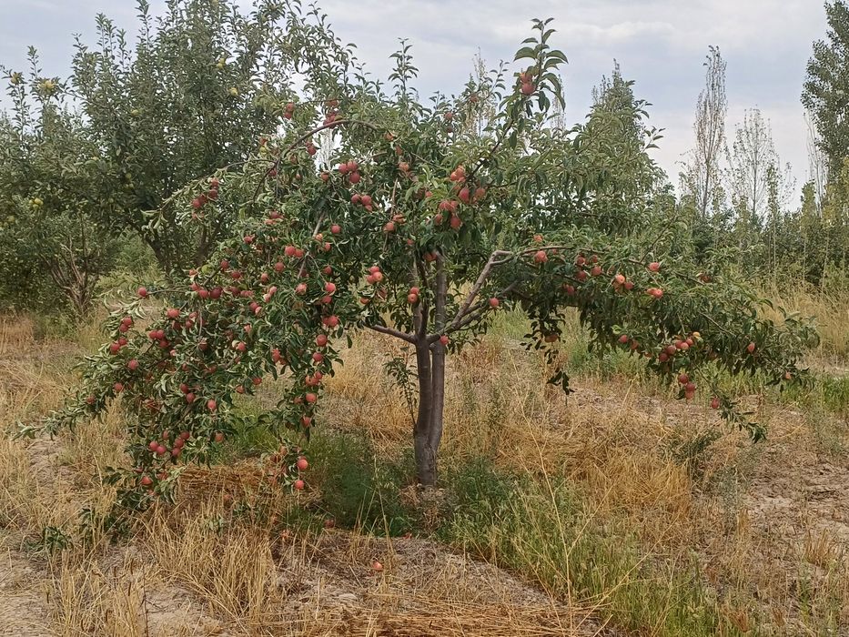 Бог сотилади мевали дарахтлари бор