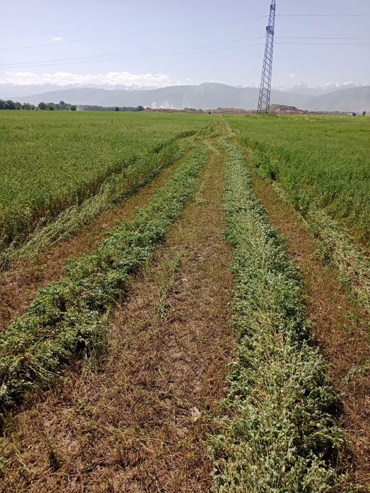 Жоңышқа бірінші шабылым