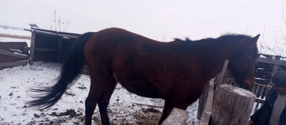 Продам лошадь.    Жеребца