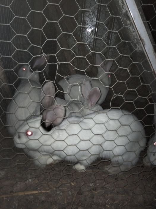 Vând iepuri diferite mărimi