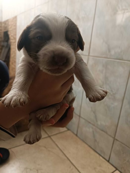 Отдам щенков в хорошие руки