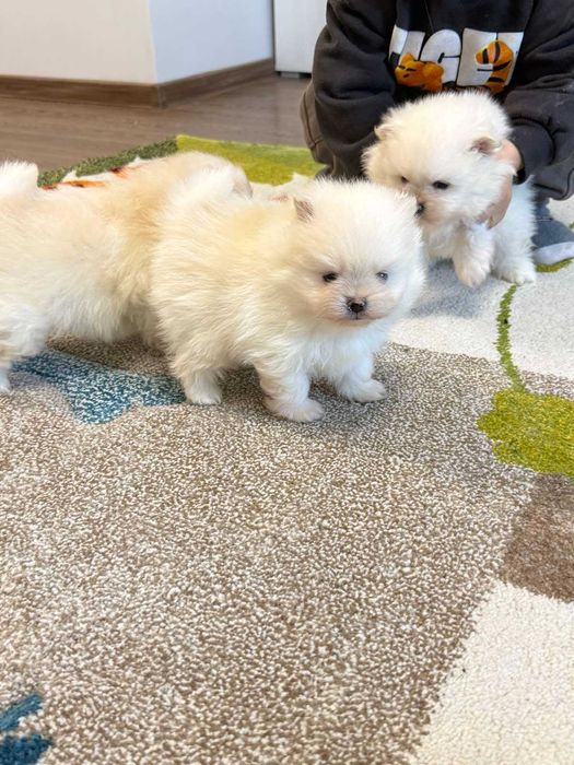 Померан бял/крем