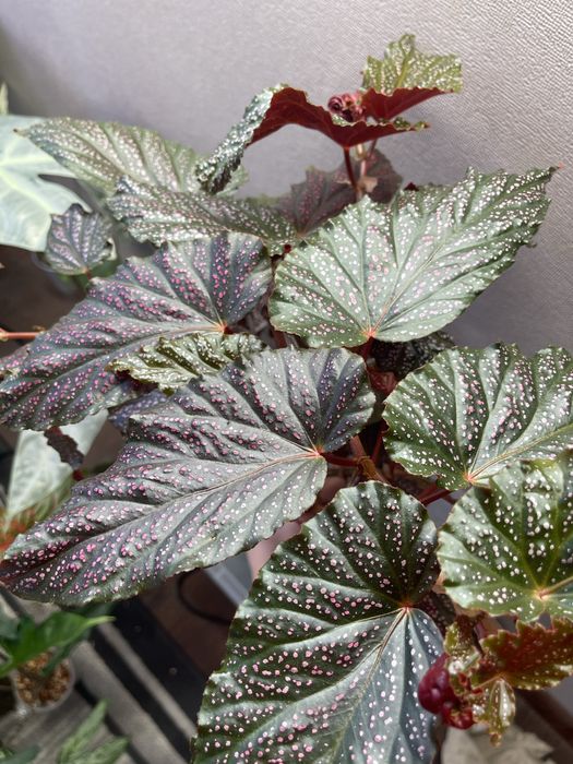 Бегония с горшком на фитильном поливе