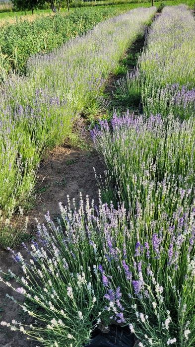 Tufe Butasi Lavanda mari și frumoși - Bucuresti