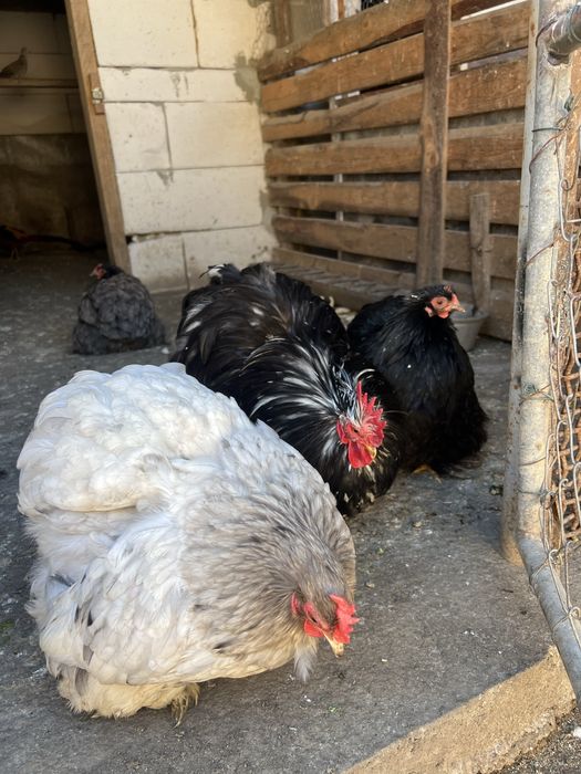 Vand pereche fazani auriu pe rosu , plus altele