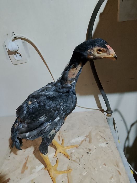 Пепел шоже сатылады