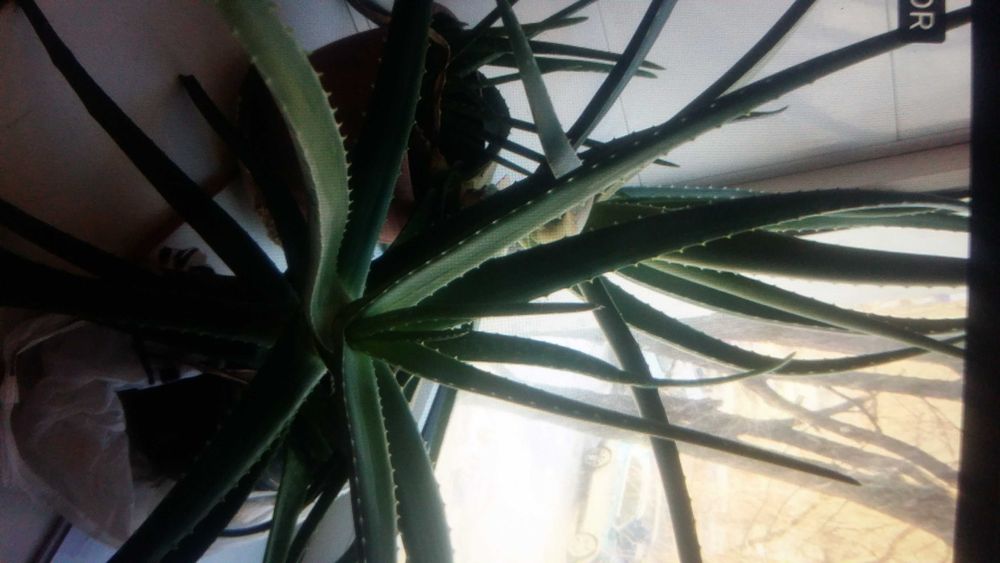 Цветок алое вера