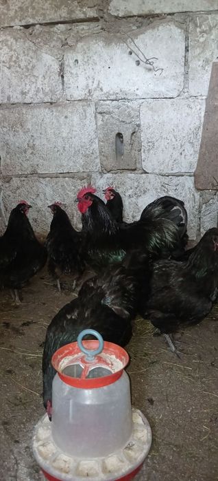 Ouă de la găini australorp pentru incubat