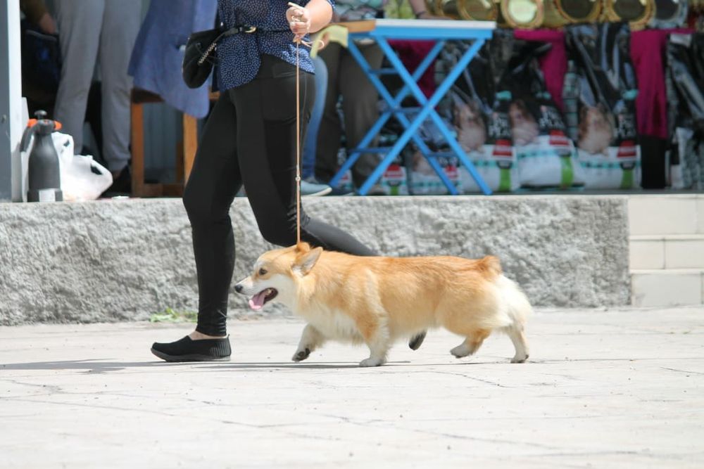 Продам щенков вельш корги пемброк
