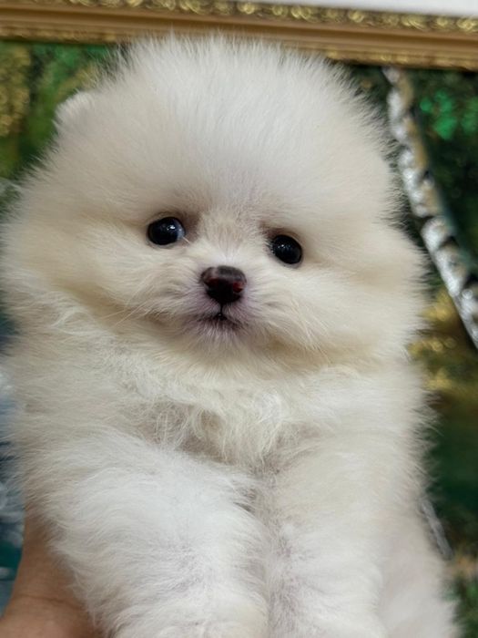 Мими мишки шпицы