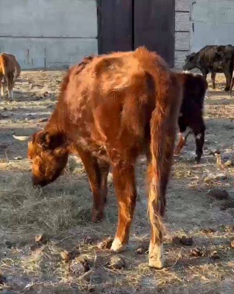 Сиыр сатылады. 550 000