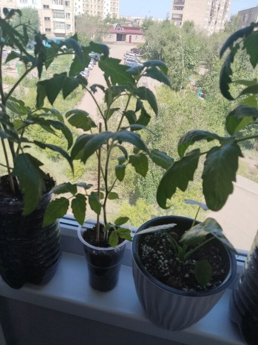 Продам не дорого за 1500