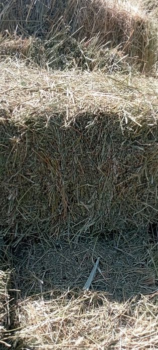Продам сено люцерна