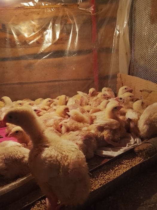 Двухнедельных бройлеров продам