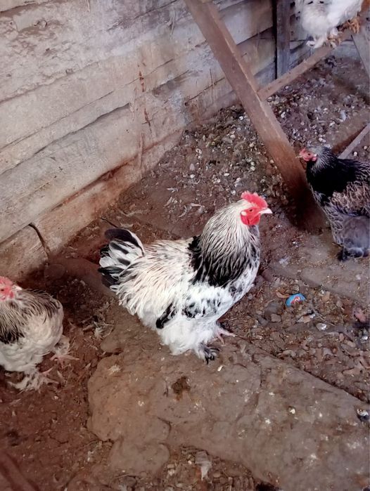 Продам петухов Брама!