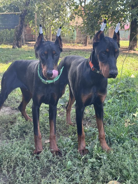 Black Friday! Doberman puppies with pedigrees at a 30% discount