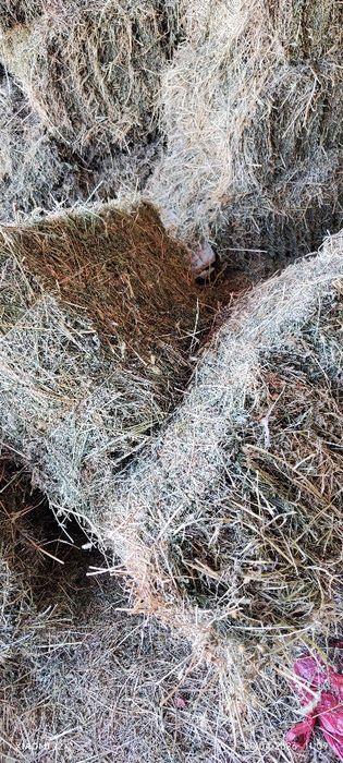 Клевер четвёртый укос