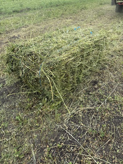 Vând baloți de lucernă