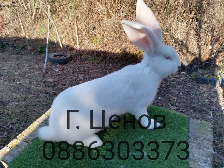 Продавам зайци  великани