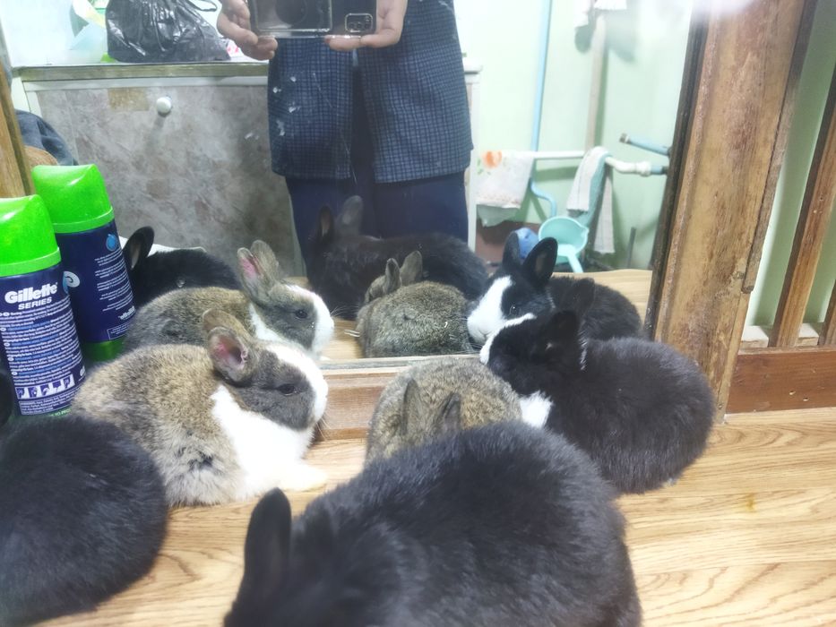 Galland panda quyon bollari sotiladi