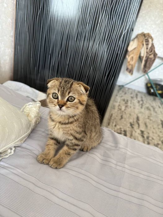 Sotiladi zotor 2 oylik