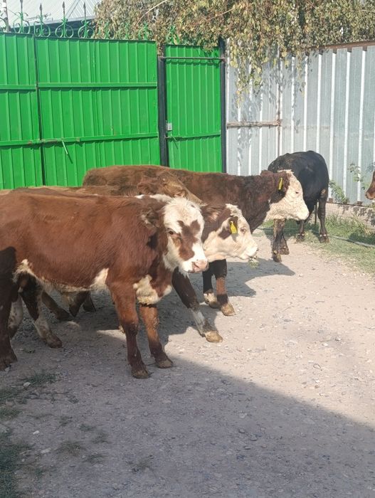 Продаются бычки подсосы