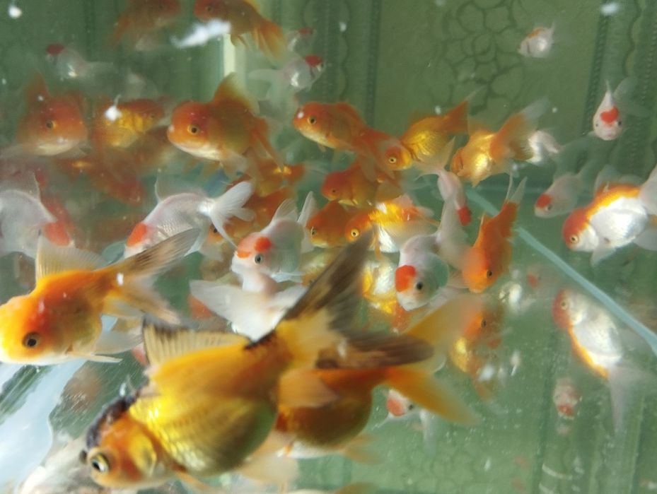 Золотые рыбки Аранда,красная шапочка и телескопы