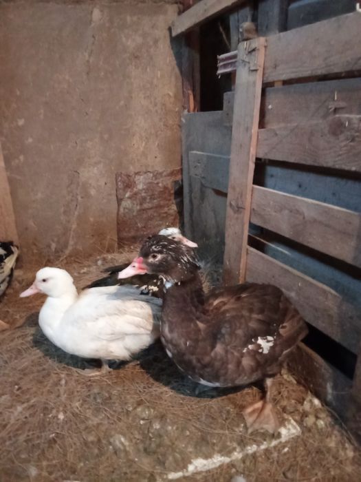 Продам индоутаков