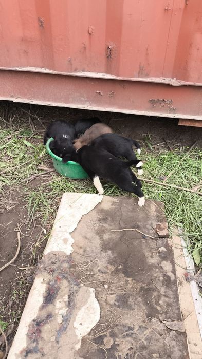 отдадим щенков в хорошие руки