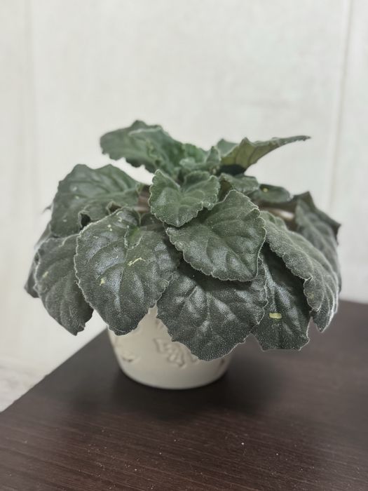 Продам Фиалки сортовые