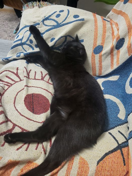 Отдам двух котиков