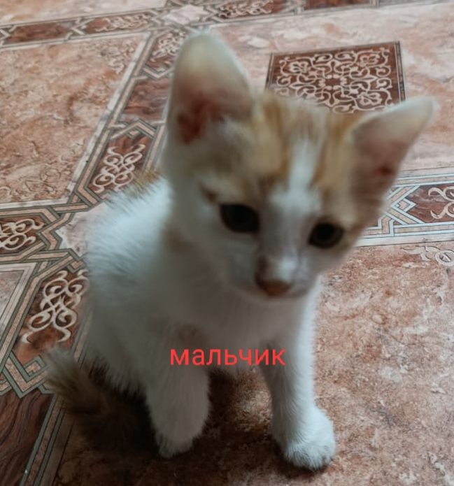 Отдам в добрые руки бесплатно