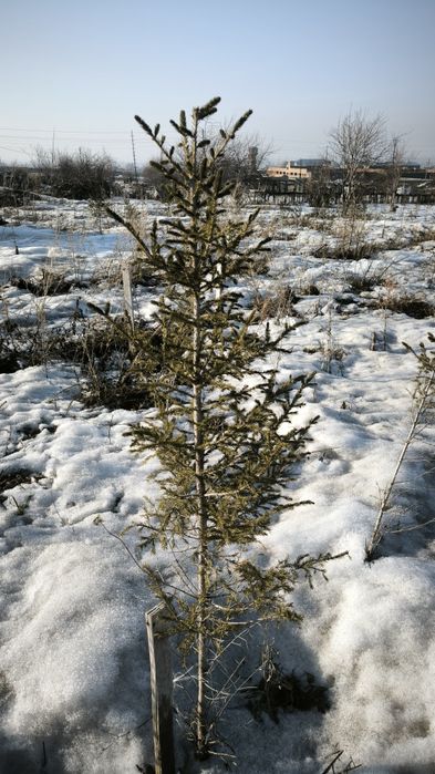 Продам ёлки 60-120 см