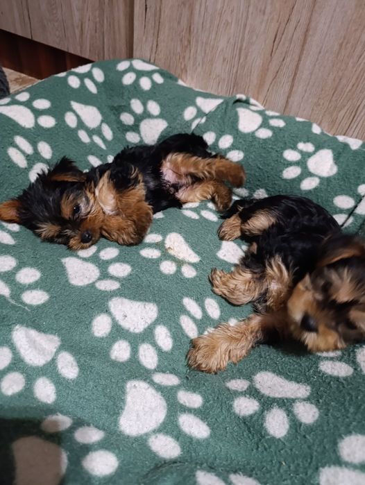 Кучета Йорки момчета