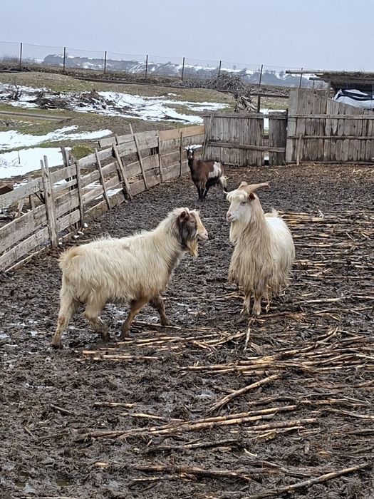 Vand sau schimb 2 țapii